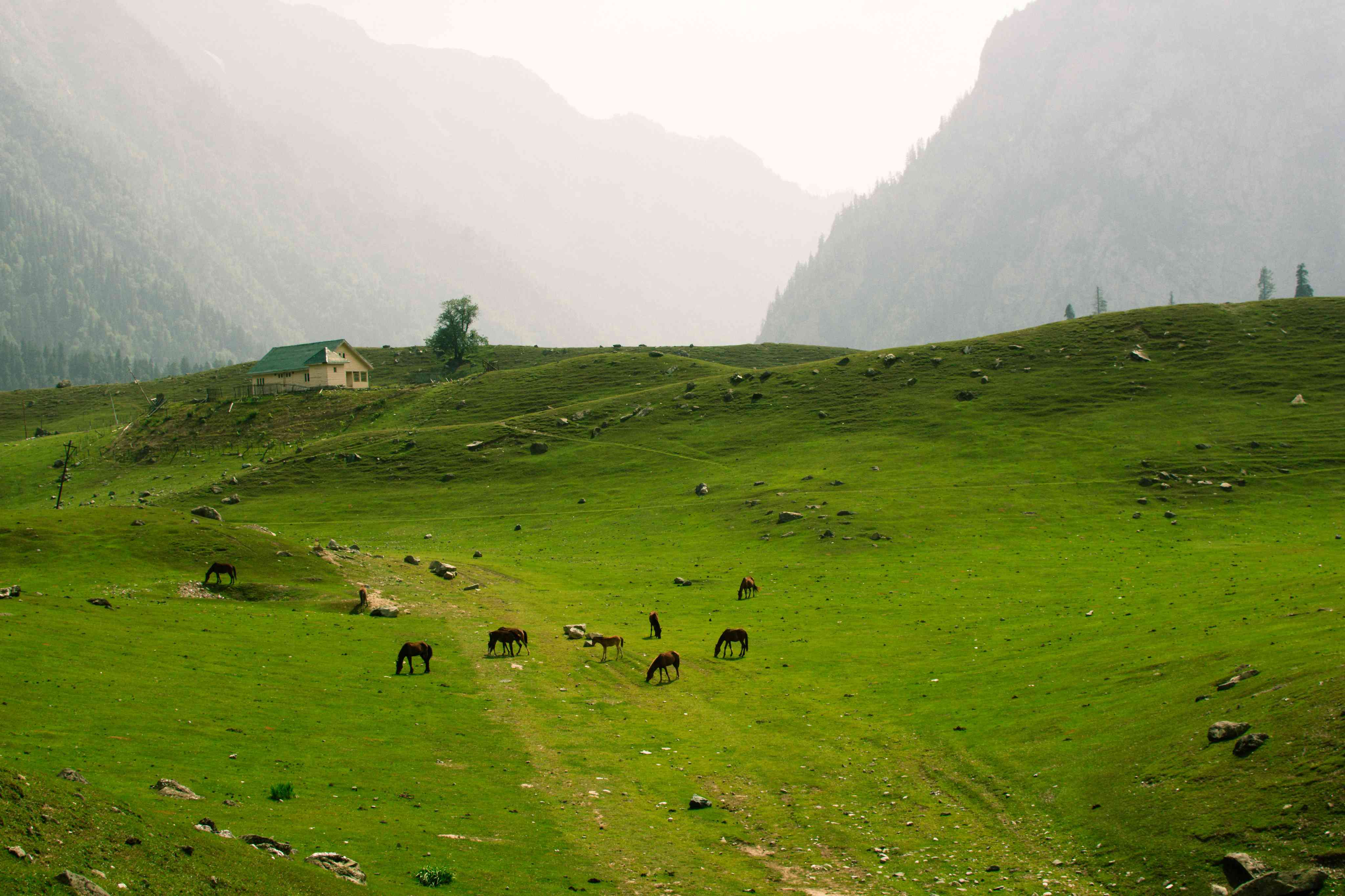 Green Meadows
